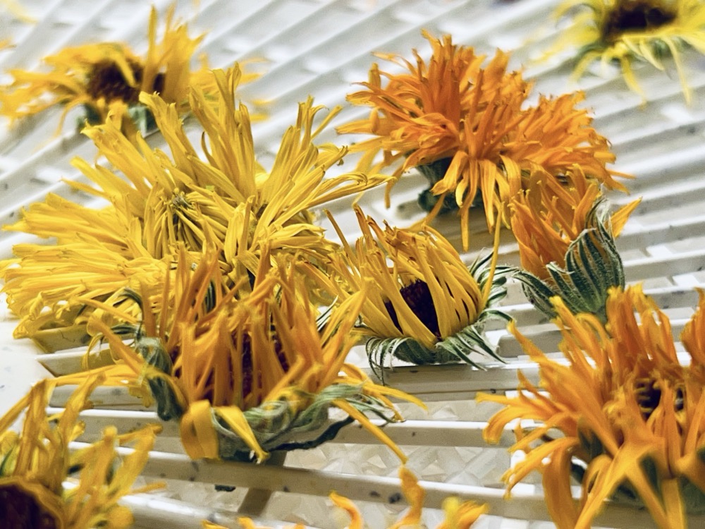 DELICATE LIKE THE WING OF A BUTTERFLY