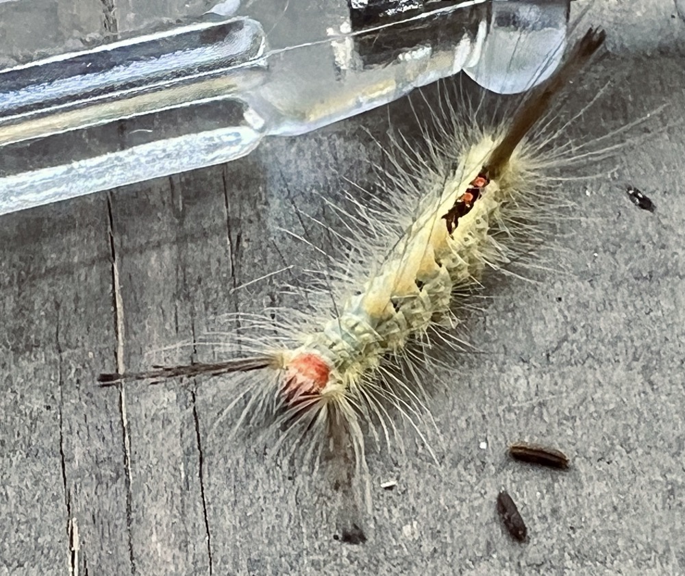 GOOD GRIEF GELATINOUS MICROGRAVITY