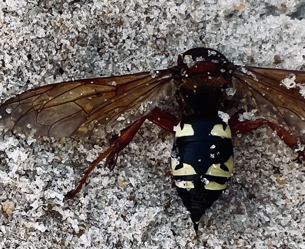 REPTILIAN OBSERVATION DOSSIER