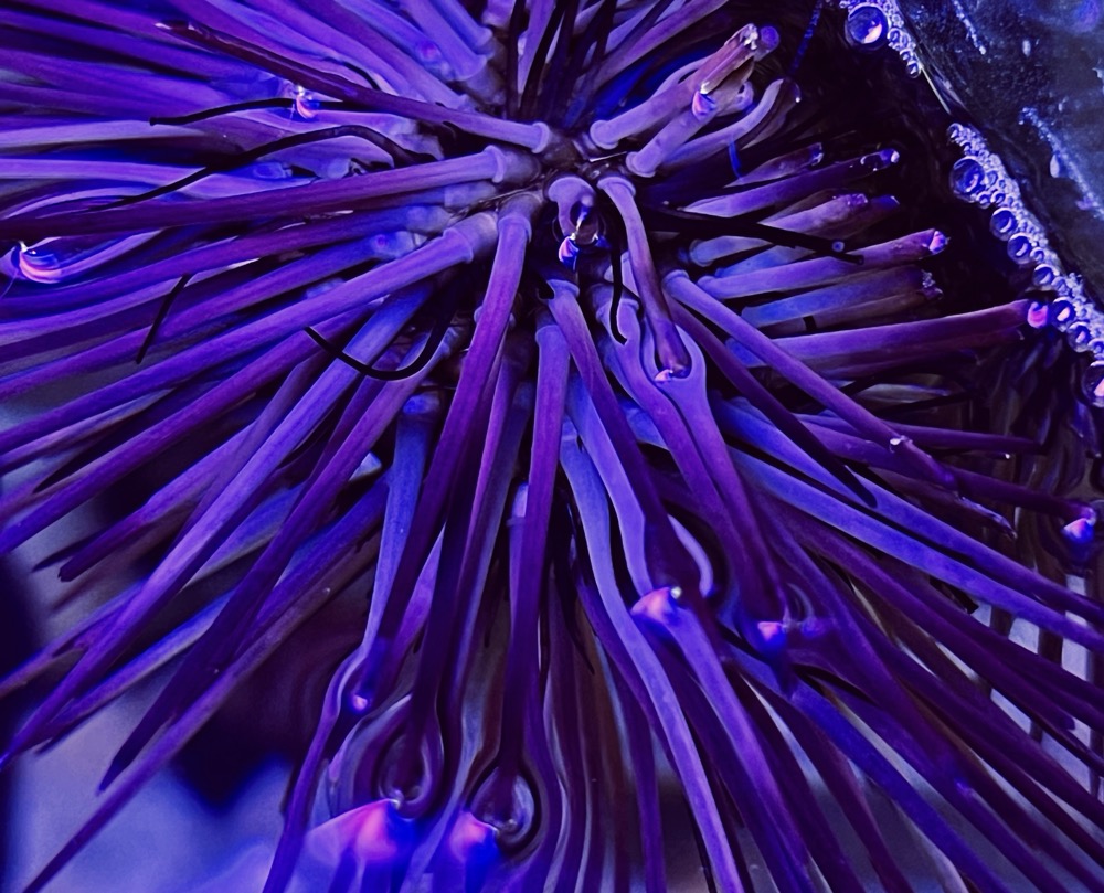 NANOTEXTURE HYDROCARBON SPIRITUAL