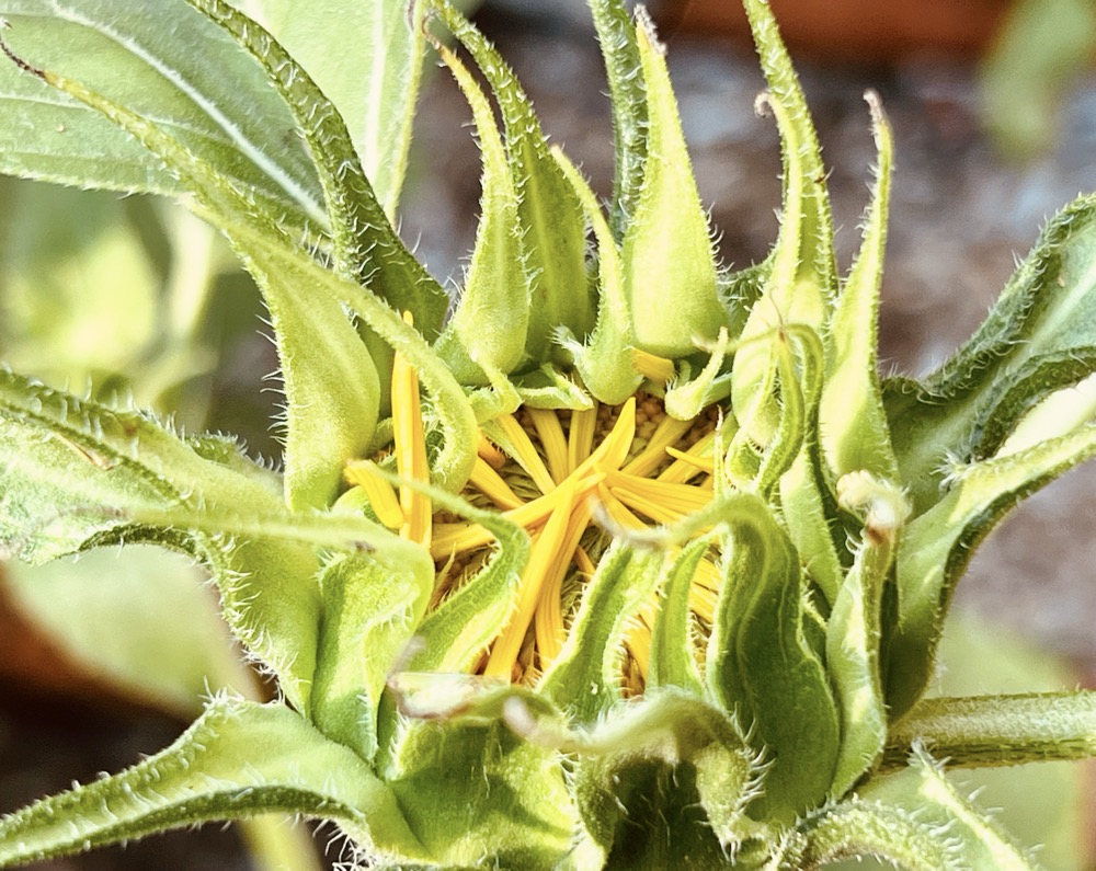 IF I WAS GETTING A CAT RIGHT NOW