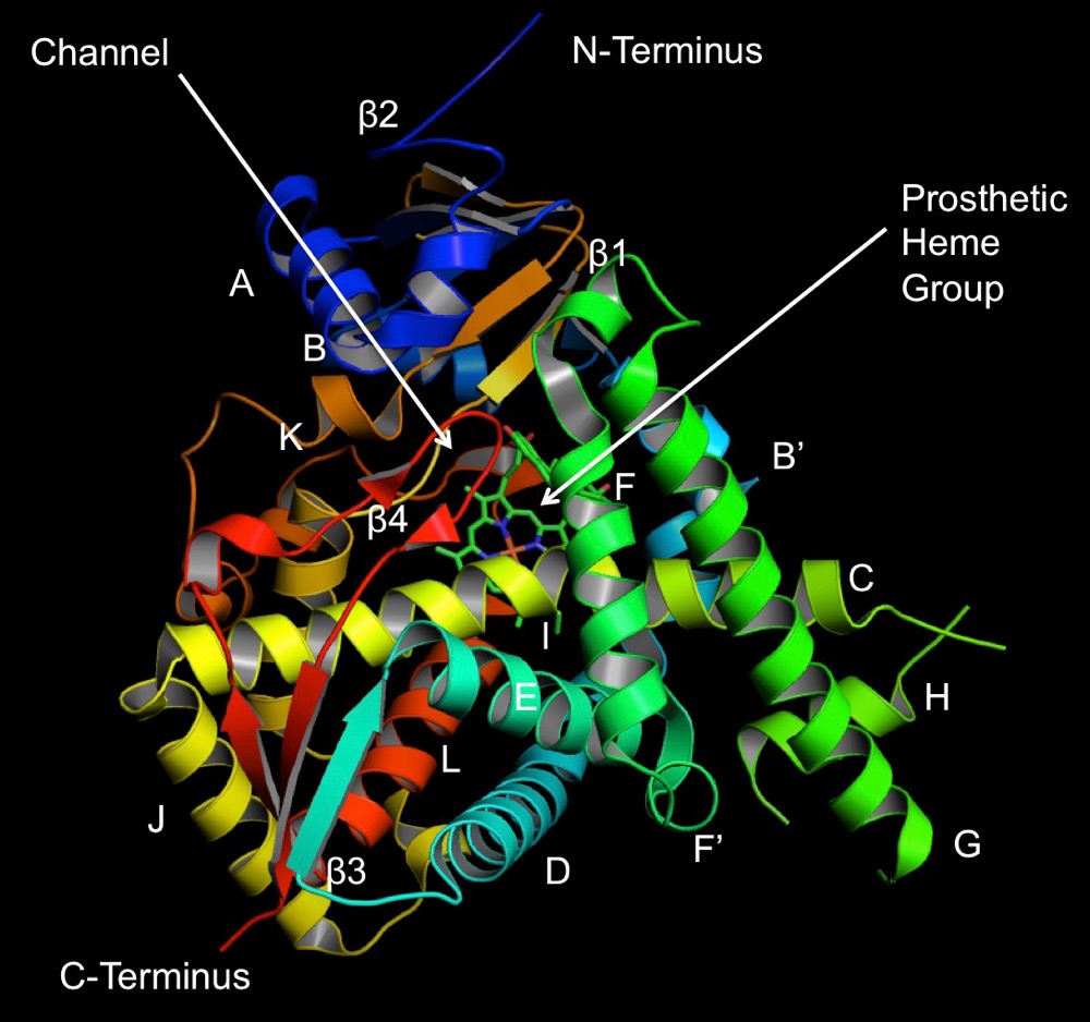 CYTOCHROME P450