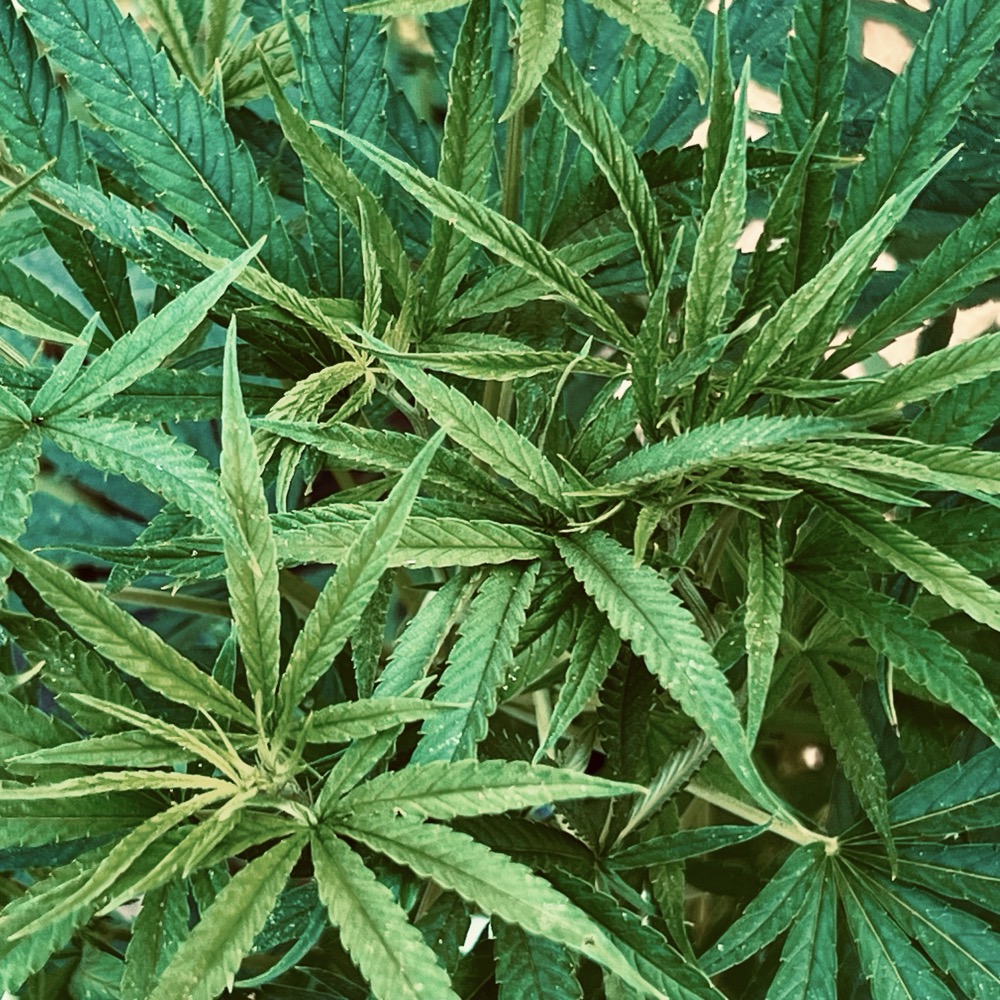 FAILURE COMPLEX ROUNDABOUT