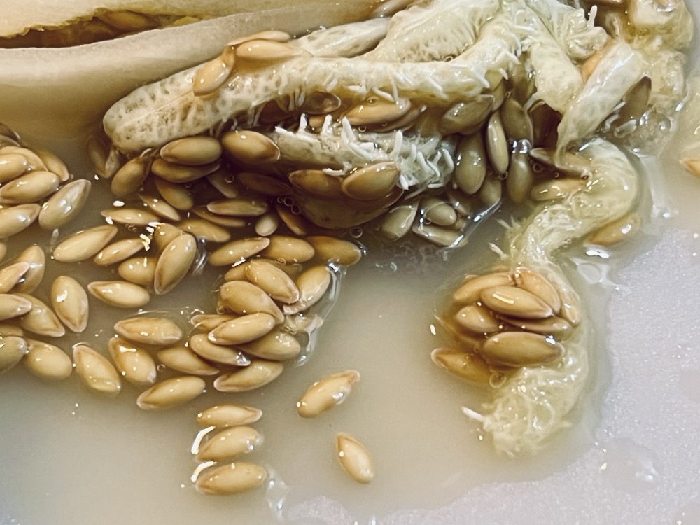 FLORAL CRUNCHY BYZANTINE