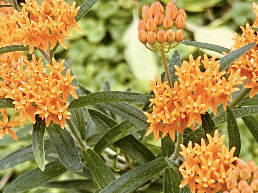 CORINTHIAN MACROMOLECULE HOMOJESUS