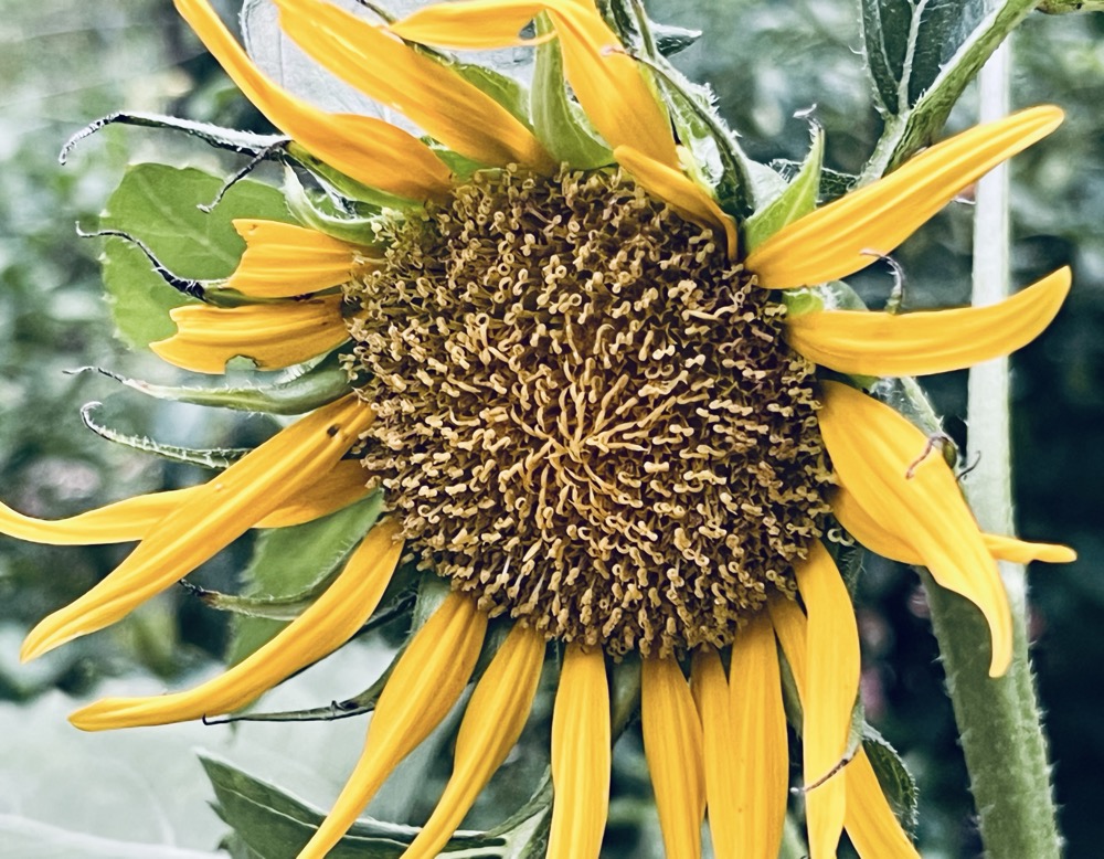 MURDER TOTEM DECAFFEINATED