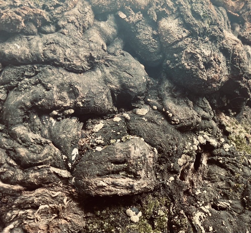 ENCRUSTED FRAGRANCE HOUNDSTOOTH