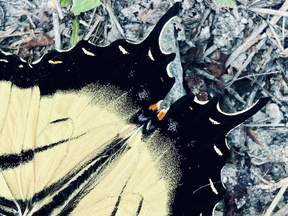 UNBELIEVABLE OPALESCENCE