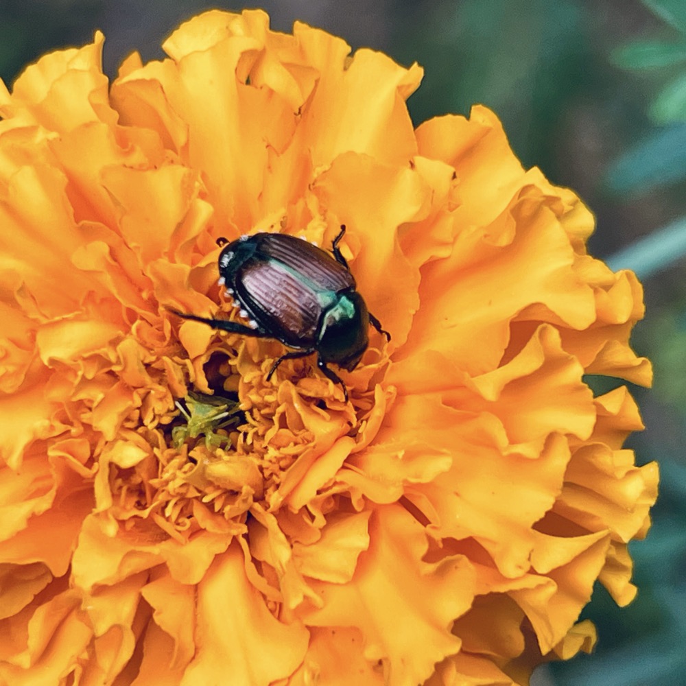 CONJUGATED TELEPATHY