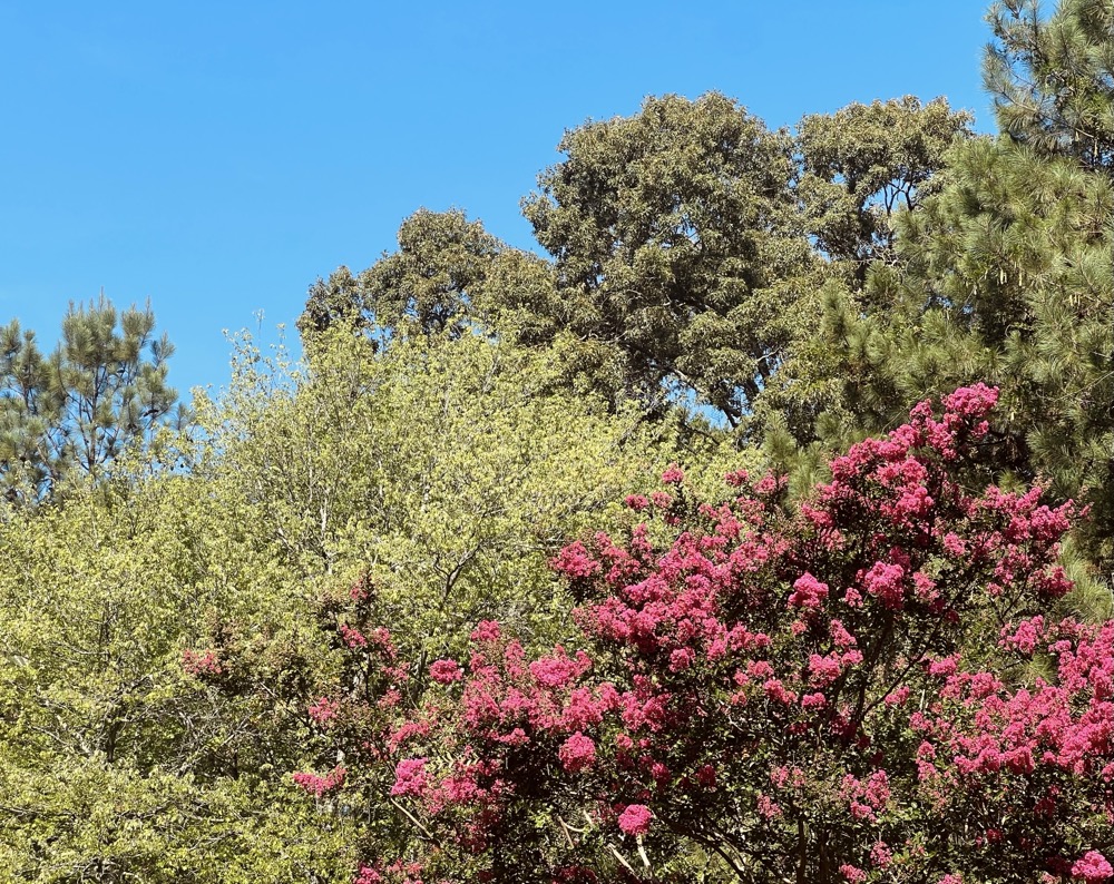 GLUCOPHOSPHATE CHEESE DIGITALS