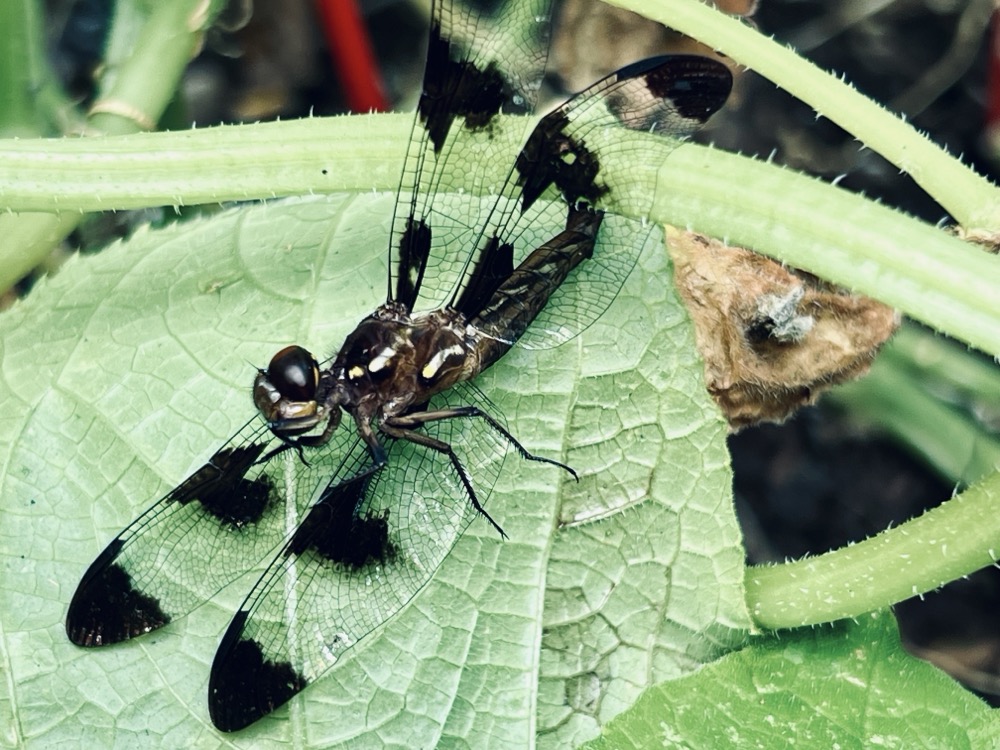 DEATH SLOW EMBRACE CUCUMBER