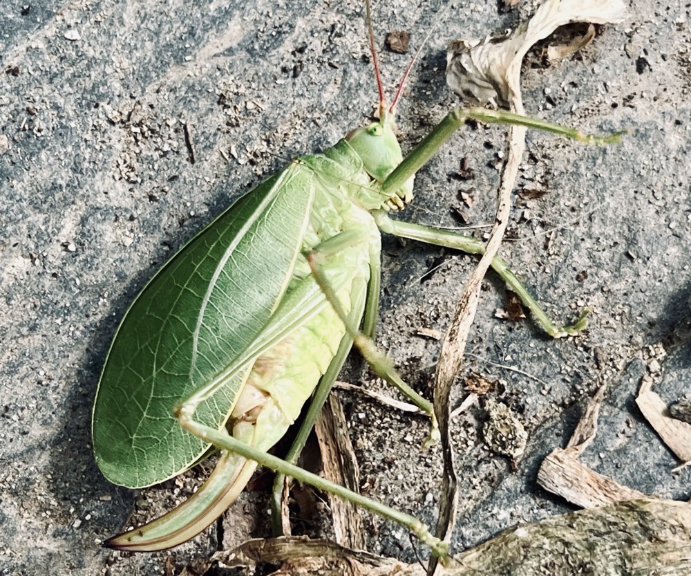 PAST TENSE FORWARD THINKING