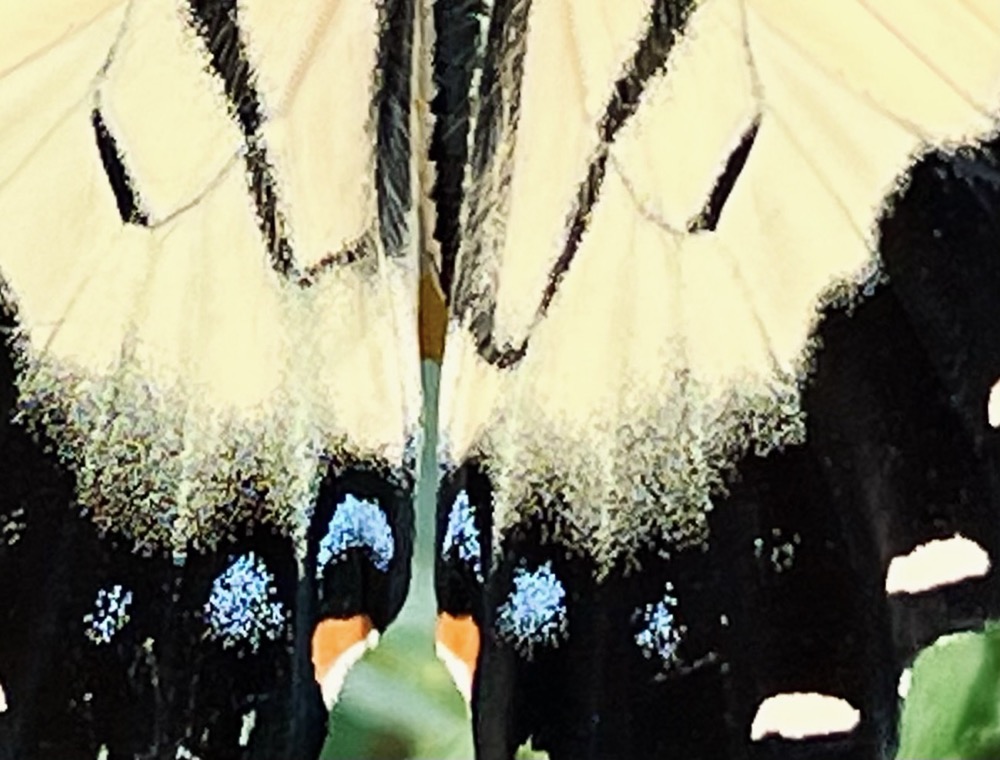 PINK GEL THAT EXUDES FROM THE TIPS