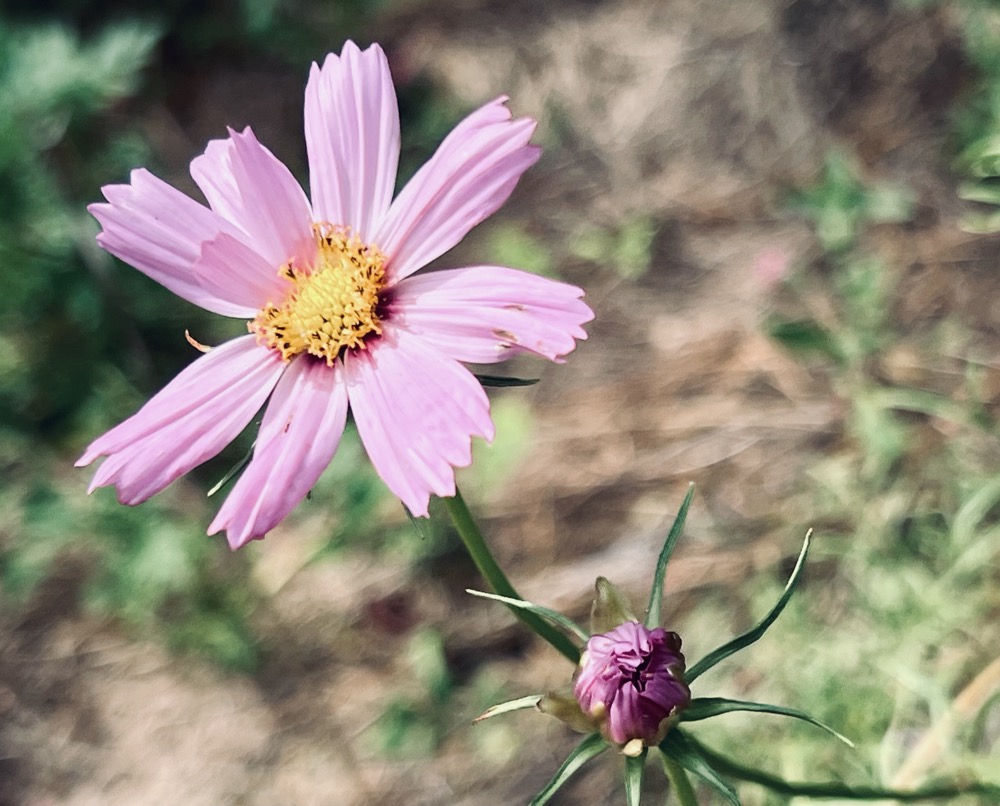 SPLENDIXINE HEROCORDIC MEZOTRIPTOPHANE