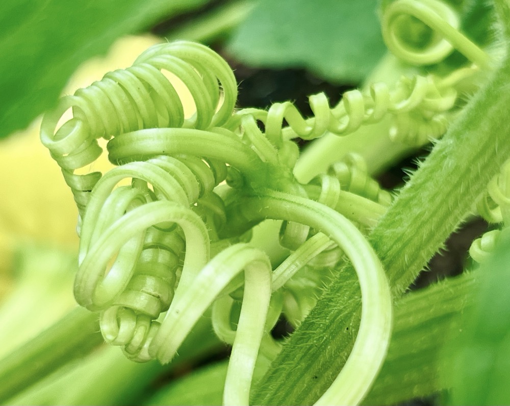 GOD’S CORPSE DECAYS AND FROTH SPILLS