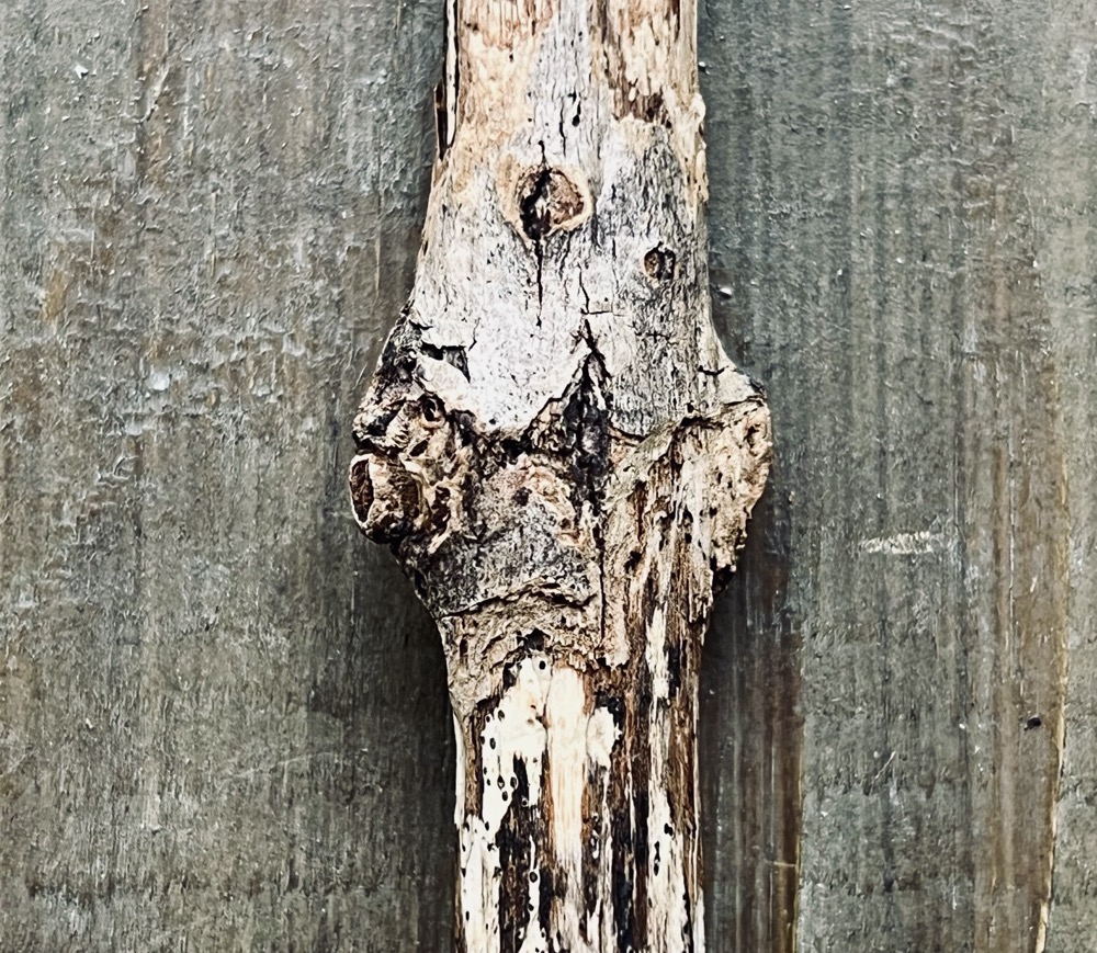 HOMOGENEOUSNESS SCALP ENCOURAGING