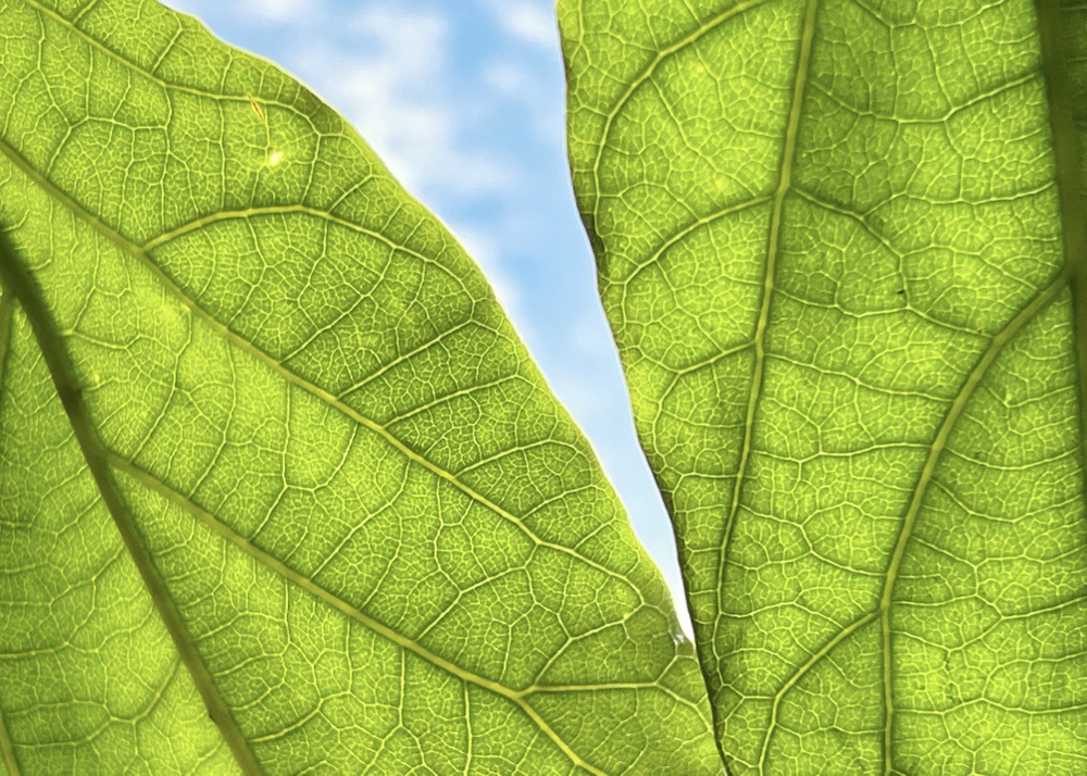 REASONS TO NOT WORRY