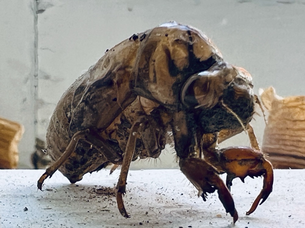 GX7 NOURISHED BY GOD LEG