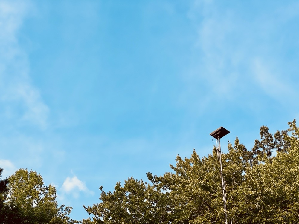 FOSSILIZED EGGS AND JELLY