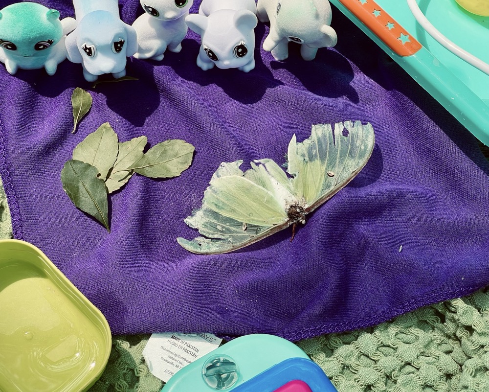 ERECTED PAST PARTICIPLE CONONDRUMLIMNAL