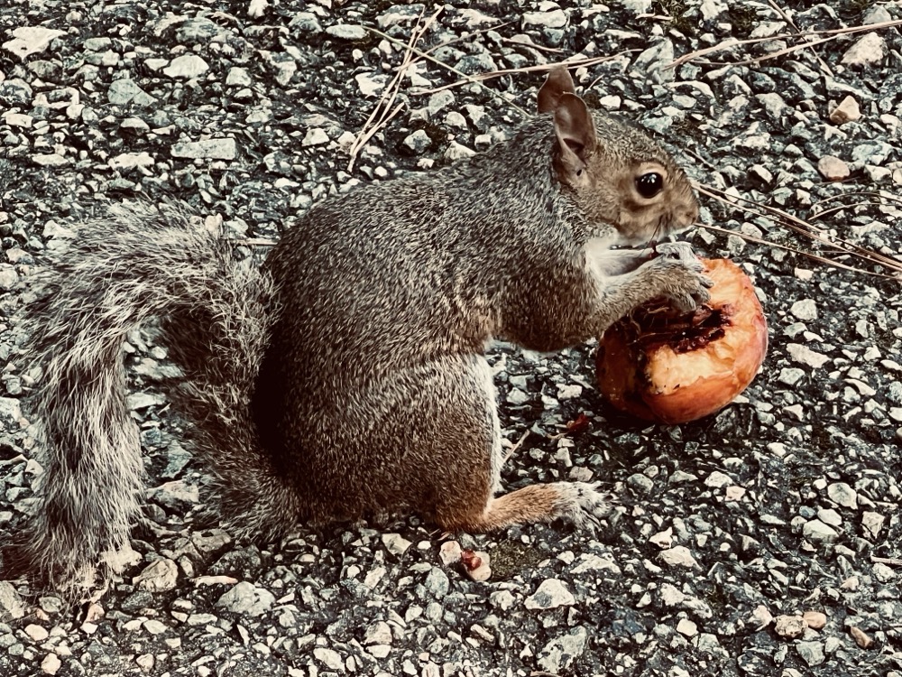 SEXLESS FORM OF CRÈME FRACTAL GENITALIA