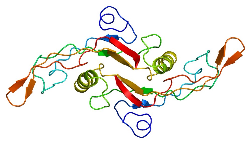 TRANSFORMING GROWTH FACTOR BETA 1