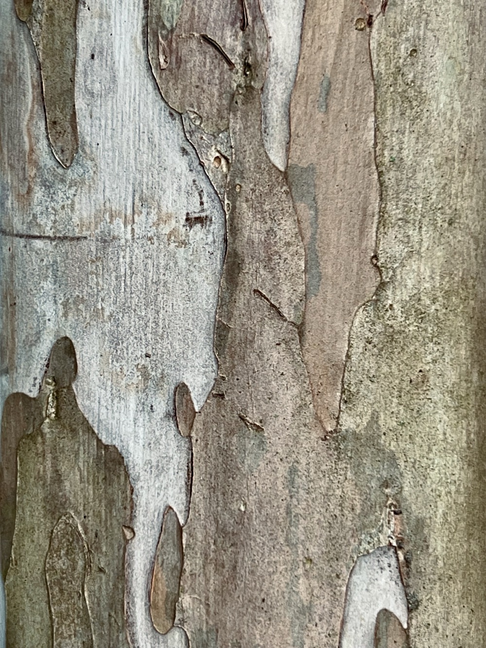 NANOHOMOGENOUS BIPHOSPHATE