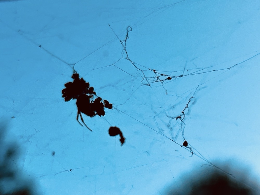 ULTRAMAGNETIC AUTOFELLATIO