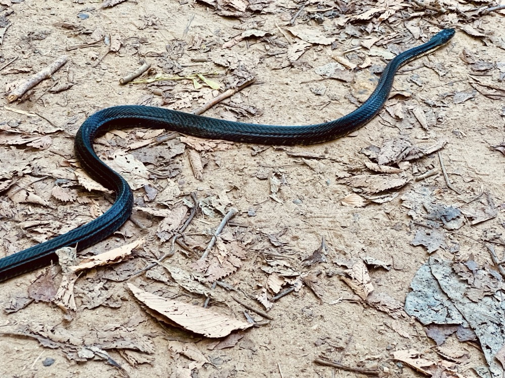 BAROQUE DESTINY RECONSTITUTED