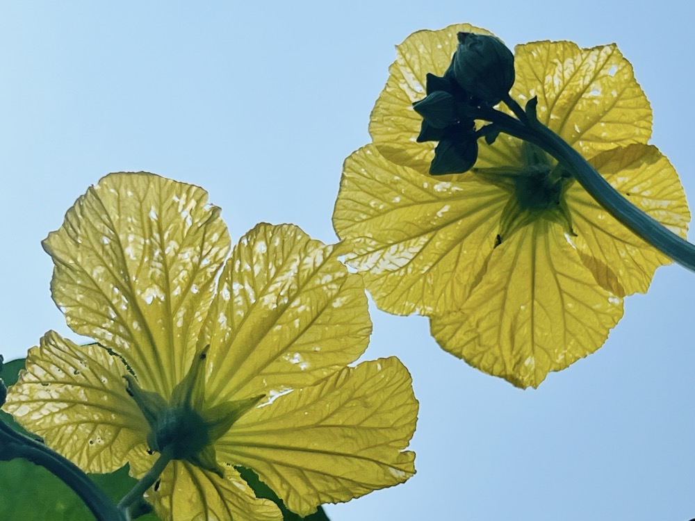 NECROGEOLOGIST HERO DOSE