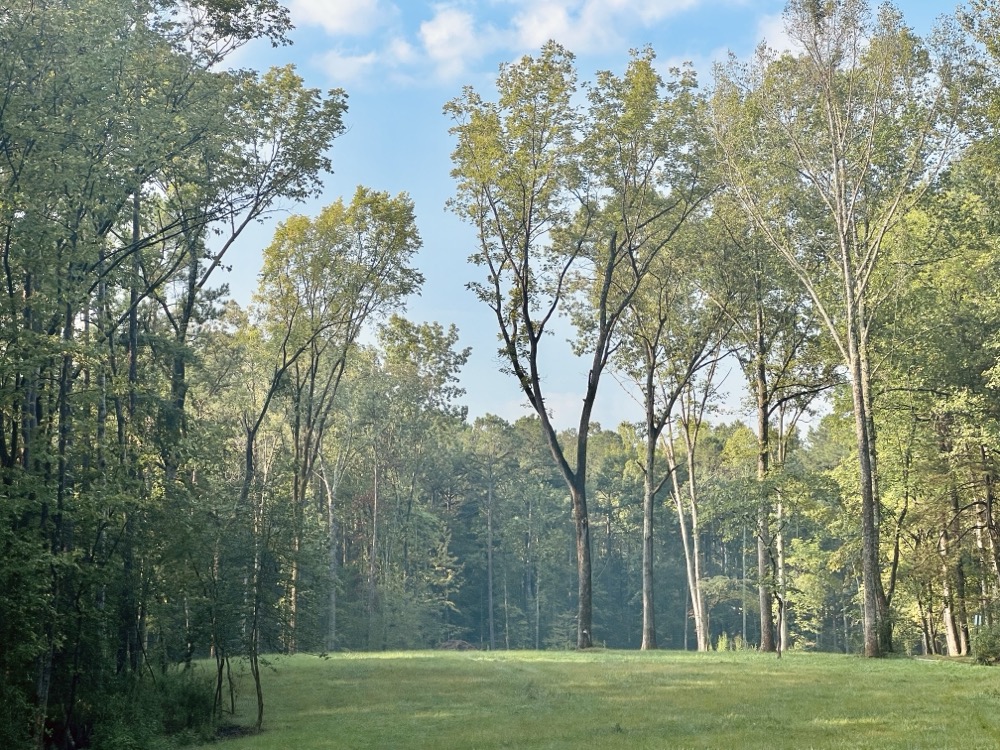 CHROME TIPPED JUDGE DREAD