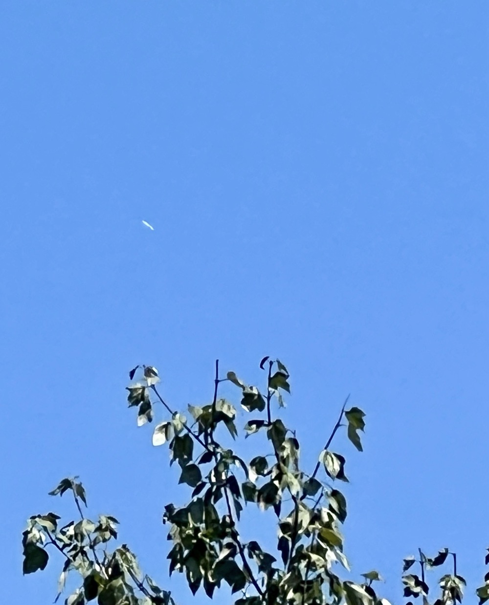 OBSTRUCTING COLLODION SILVERY