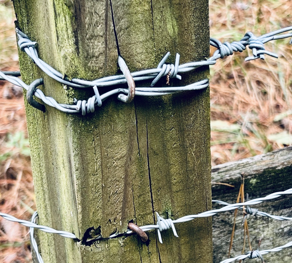 COSMOPOLITANISM YOLO