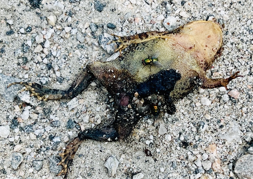 FESTOONED IMPOSSIBLE