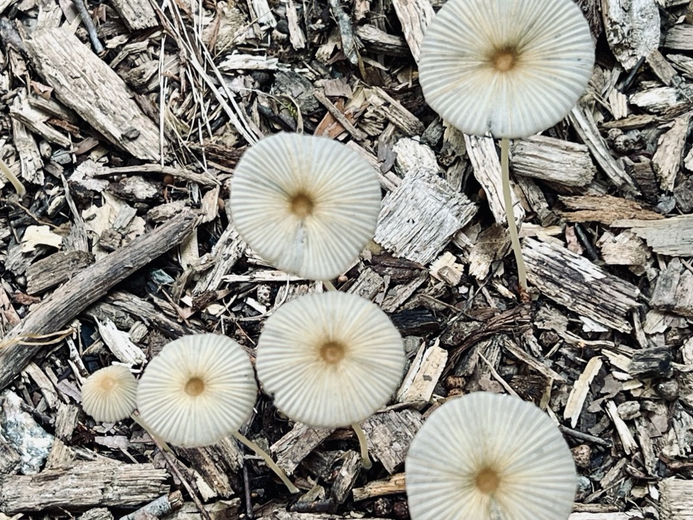 BERSERKER FAMILY TOUCH