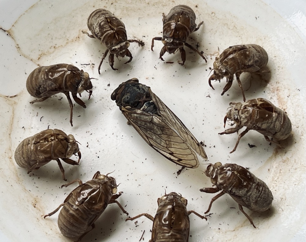 COUNCIL OF ELDERS, 9 AGREEABLE