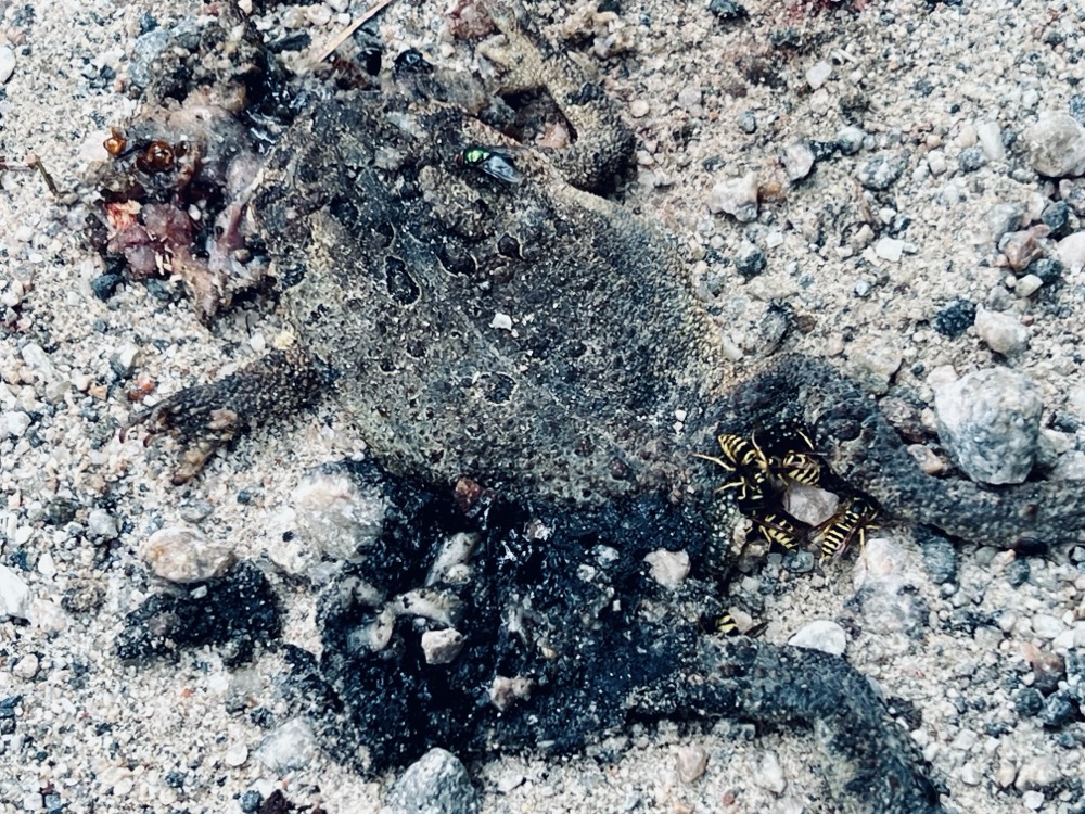 KEYSTONE GROWTH MALIGNANT