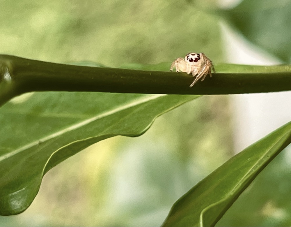 DEFIBRILLATOR SÉANCE