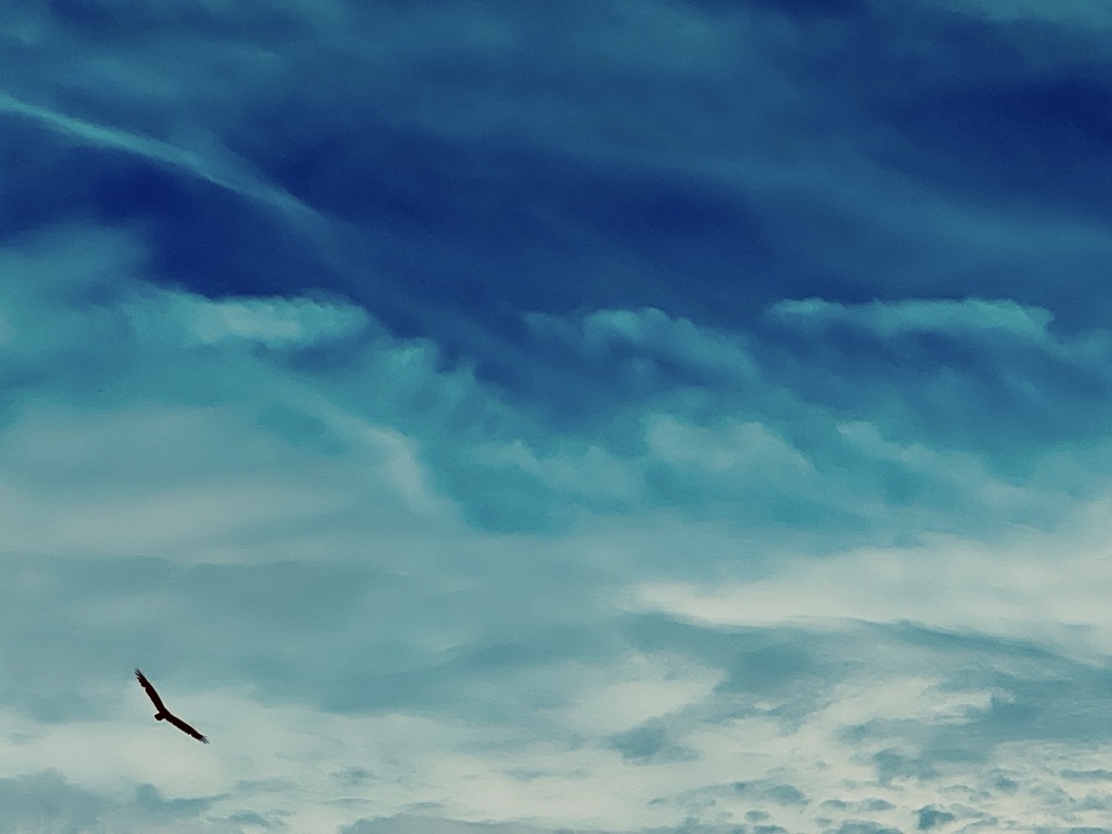 METROSEXUAL DISCHARGE