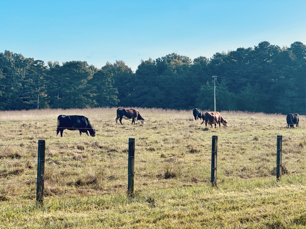 A RICH SPOT OF EARTH