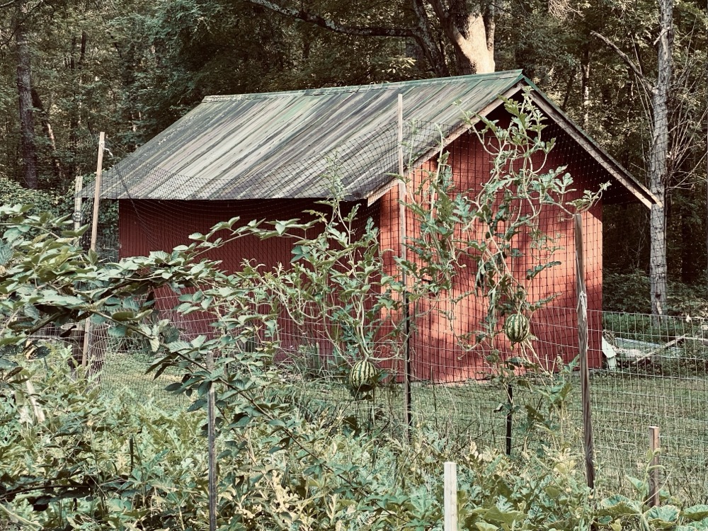 SOCRATIC DECADENCE MEZO