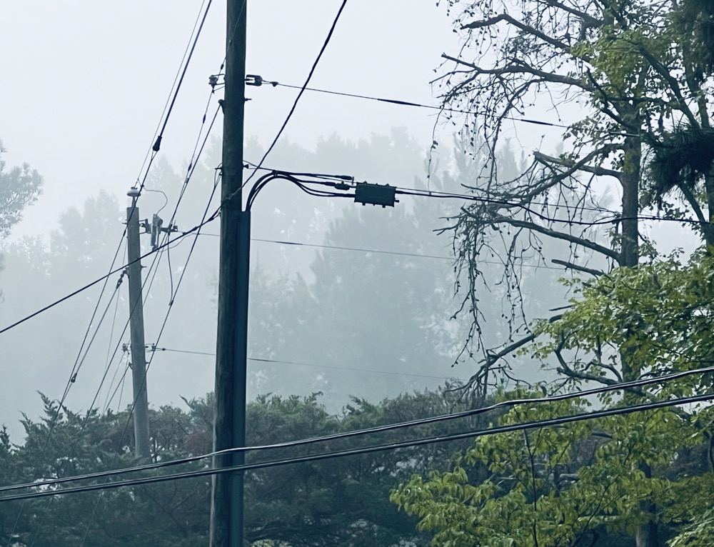 STORIED TERRESTRIALS