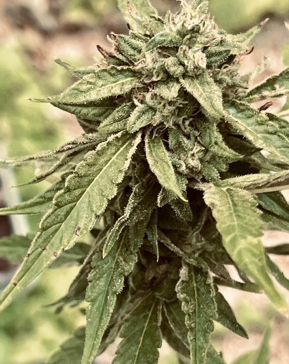 CRYPTOGRAPHY PREMIUM