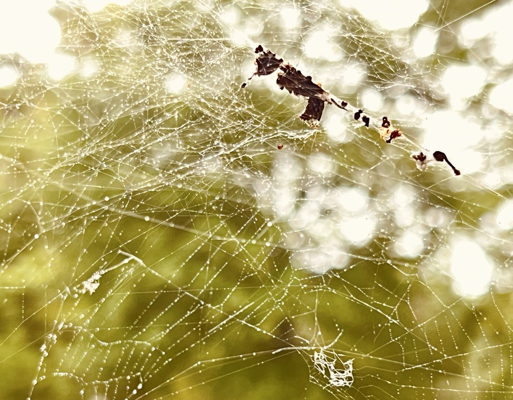 SONIC THE HEDGEHOG ENGORGED