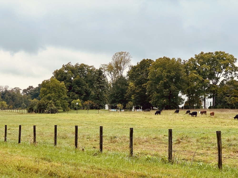 CREAM CORN SALAD HAT