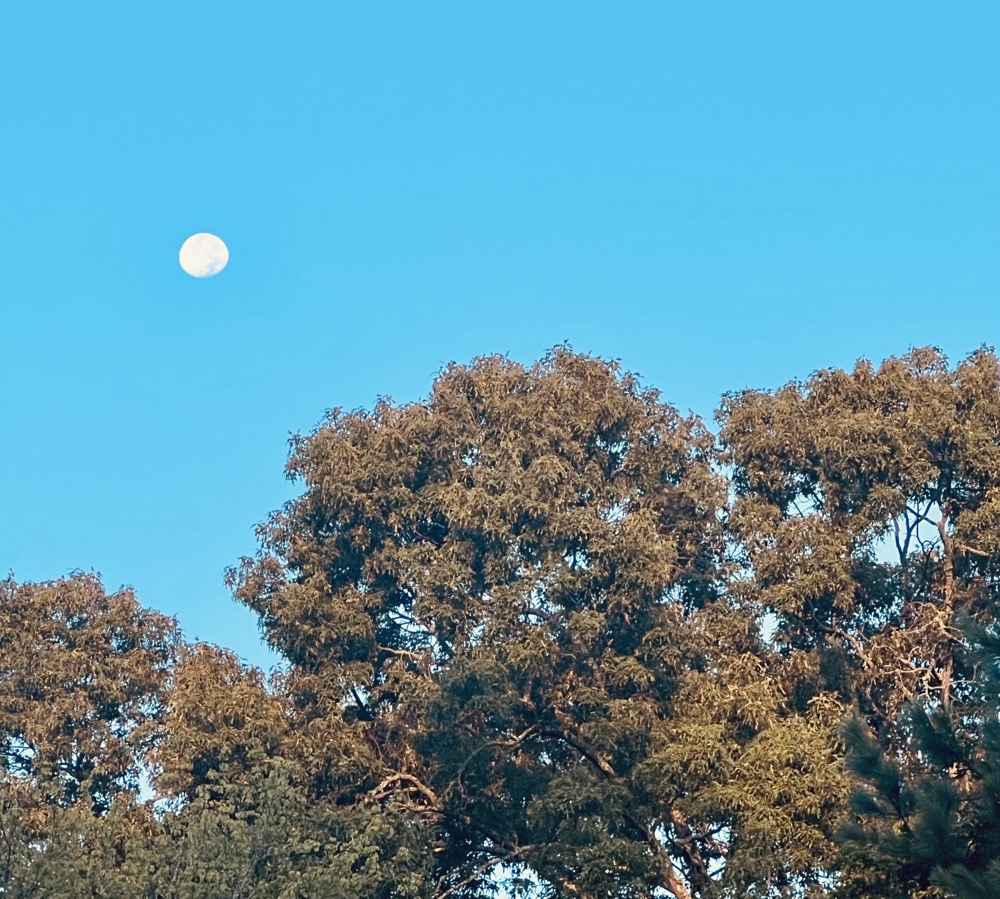 BIOCOMPATIBLE GHOST LIVER