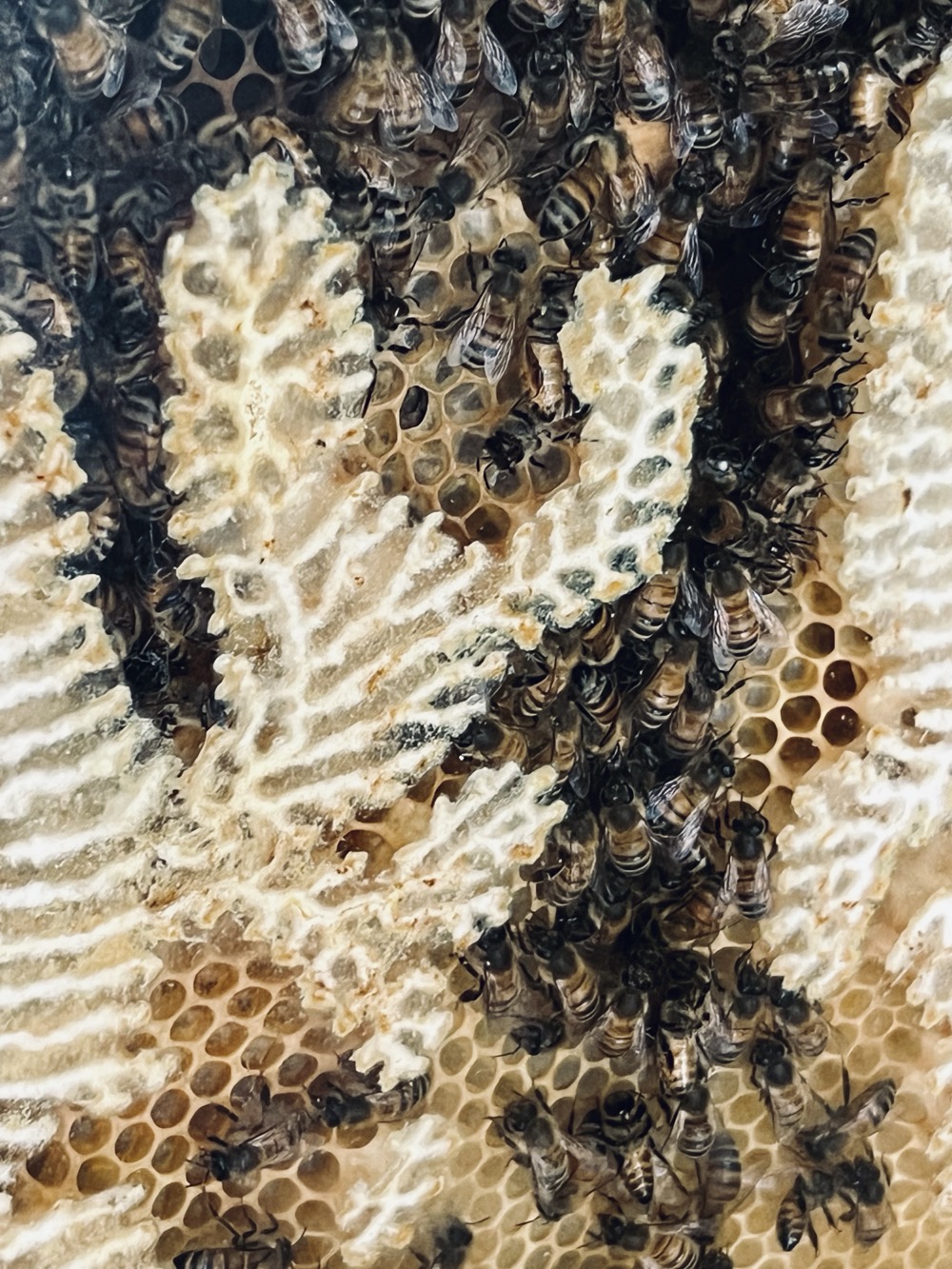 WHAT IS CRAZY CRAZY THE OLD NIGHT