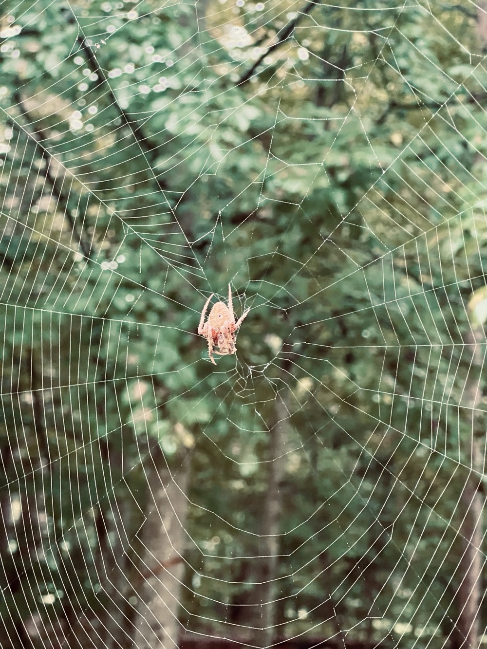 SPOTTED ORB WEAVER