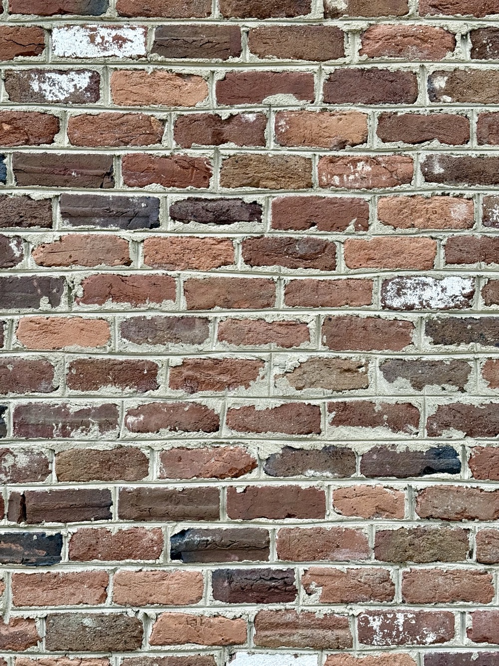 RIBBED AND JACKED 10X