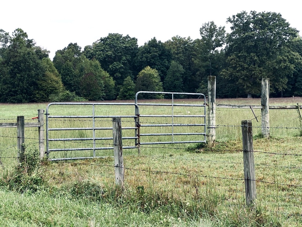 IMMERSIVE PHYTOPLANKTON SCIATICA